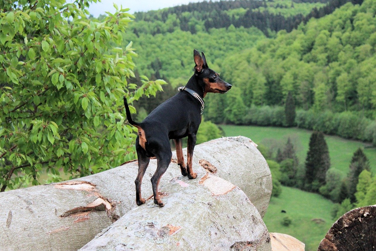 min pin origin