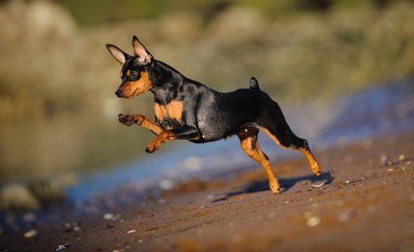 Miniature Pinscher breed
