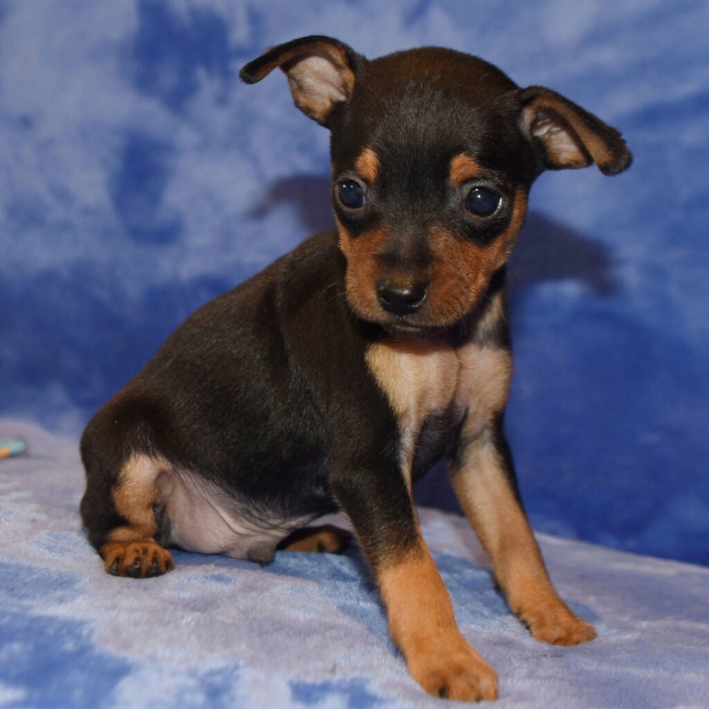 min pin for sale