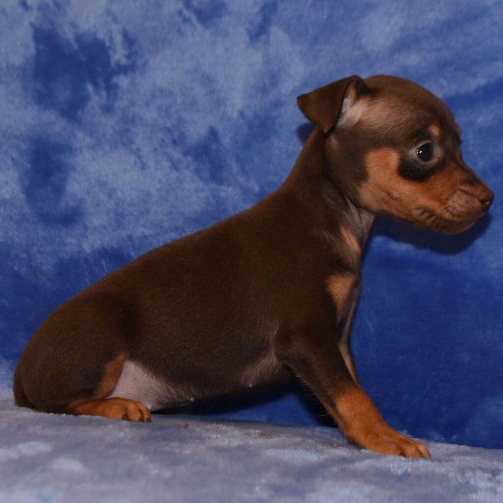 min pin for sale