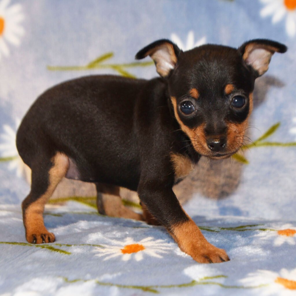 min pin for sale