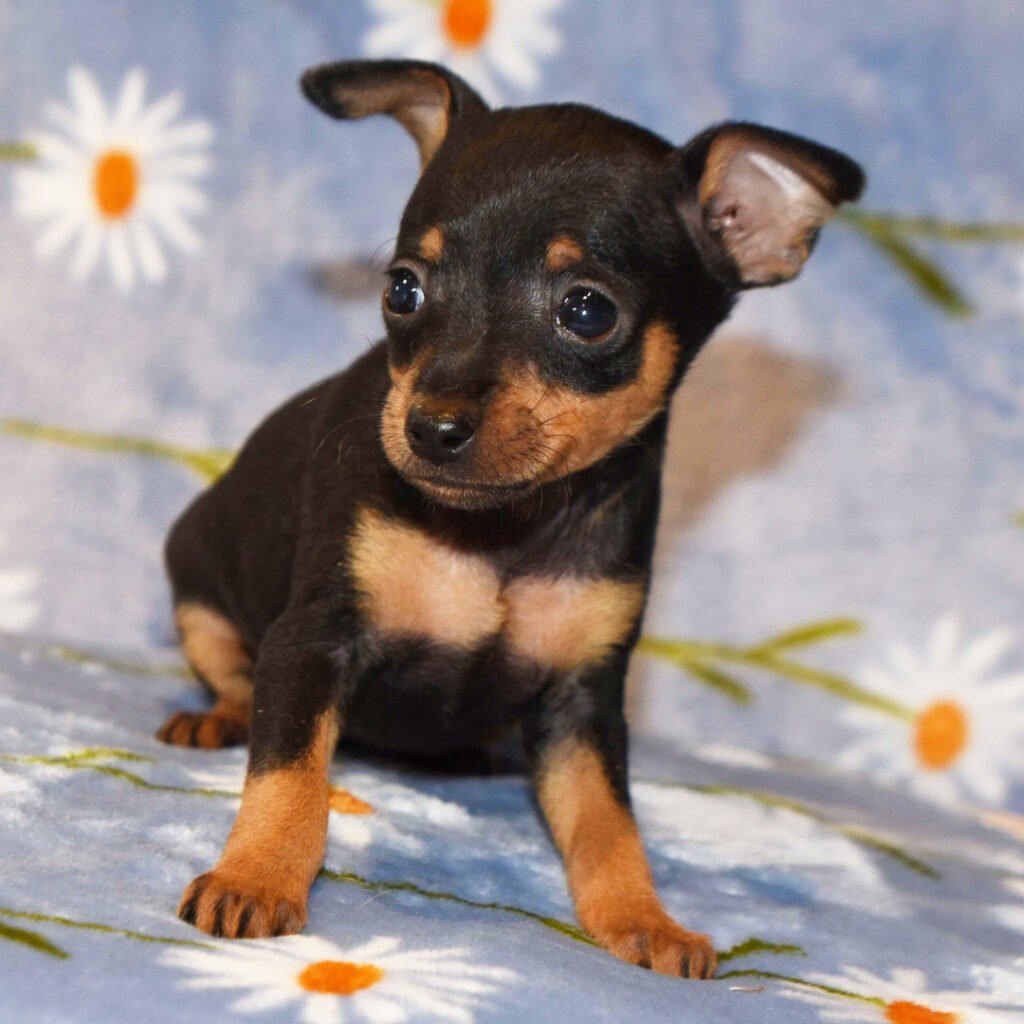 min pin for sale