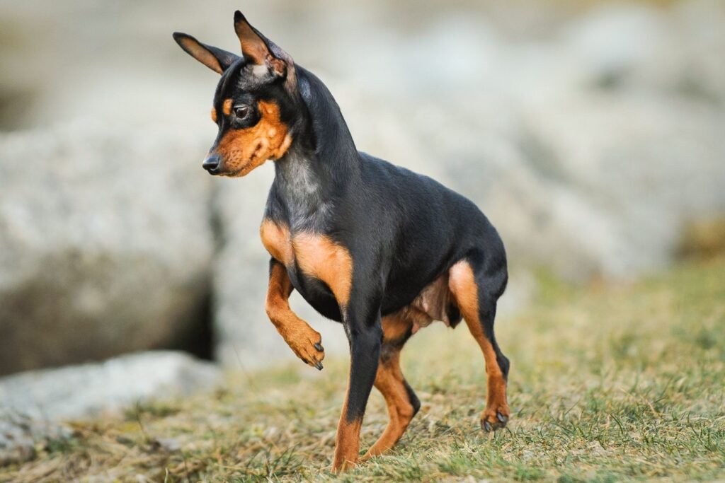 miniature pinschers grooming