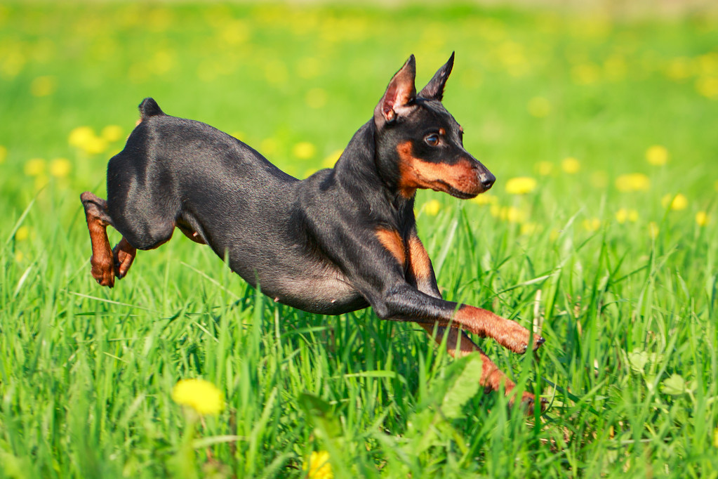 min pin lifespan